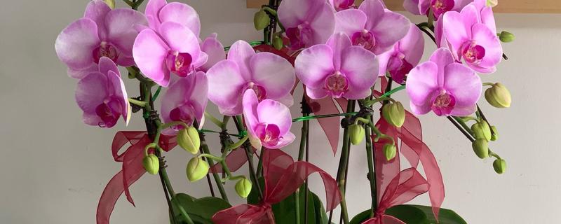 蝴蝶兰开完花后如何换盆，需及时修剪处理