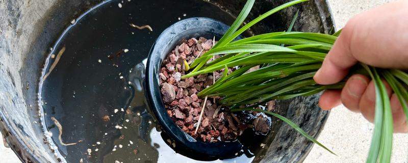 多菌灵泡兰花根的时间,半小时即可