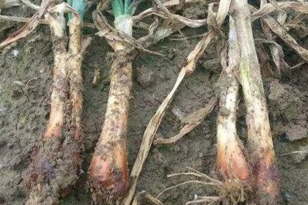 洋葱霜霉病的症状，主要为害叶及花梗