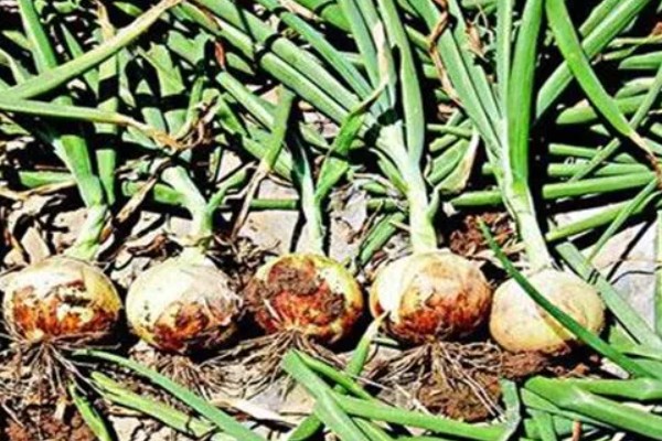 洋葱霜霉病的症状，主要为害叶及花梗