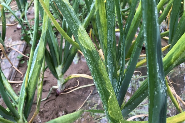 洋葱霜霉病的症状，主要为害叶及花梗