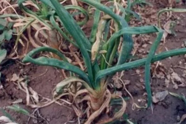 洋葱霜霉病的症状，主要为害叶及花梗