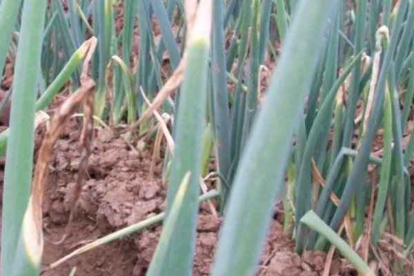 洋葱霜霉病的症状，主要为害叶及花梗