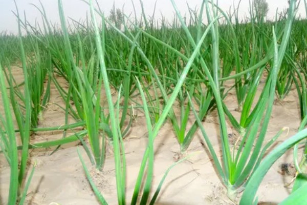 洋葱霜霉病的症状，主要为害叶及花梗