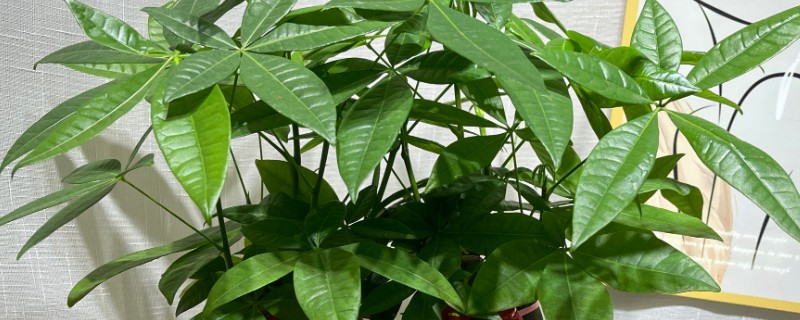 发财树不死也不长的原因，可能是缺乏光照所致