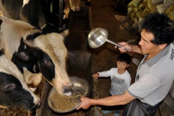 种草如何养牛，收割后让牛自行采食为主