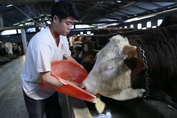 种草如何养牛，收割后让牛自行采食为主