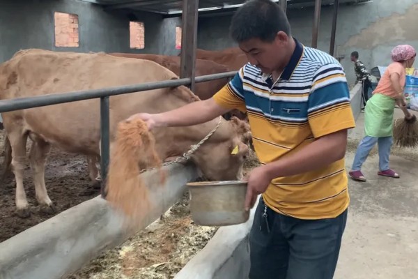 种草如何养牛，收割后让牛自行采食为主