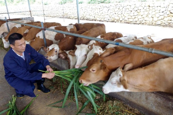 种草如何养牛，收割后让牛自行采食为主