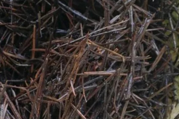 腐熟的松针有没有肥力,可作为有机肥使用