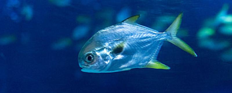 鲳鱼的产地，如今广东大力发展鲳鱼养殖