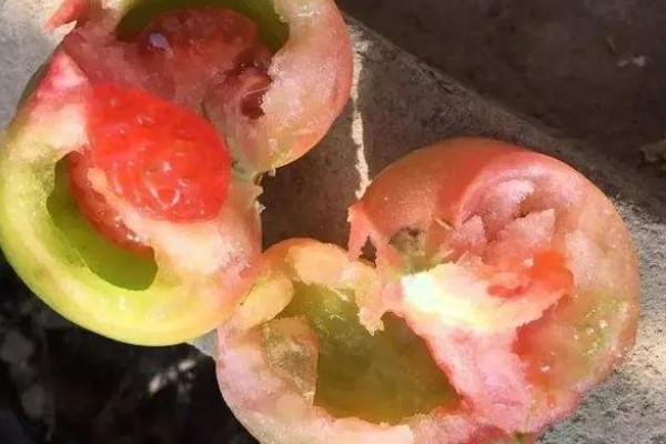 番茄催红的要领，有以下4点