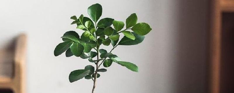 九里香怎样才能长粗，要给予植株充足的光照