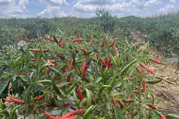 哪种辣椒产量最高,航椒系列亩产1万斤左右