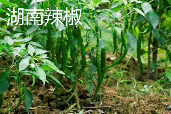 哪种辣椒产量最高,航椒系列亩产1万斤左右