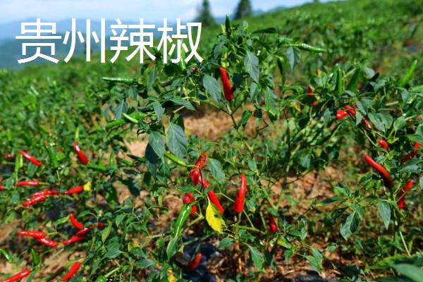 哪种辣椒产量最高,航椒系列亩产1万斤左右