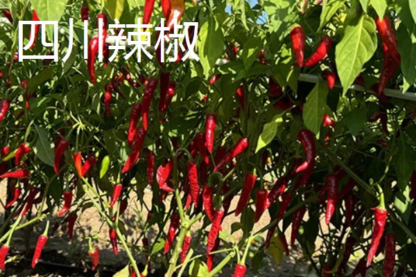 哪种辣椒产量最高,航椒系列亩产1万斤左右