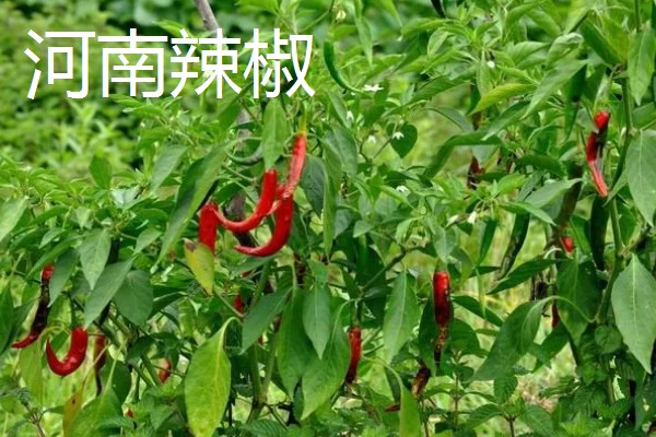 哪种辣椒产量最高,航椒系列亩产1万斤左右