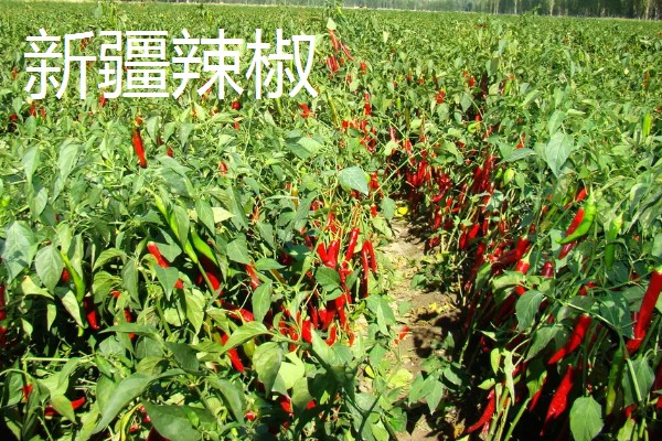 哪种辣椒产量最高,航椒系列亩产1万斤左右