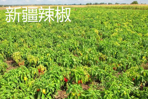 哪种辣椒产量最高,航椒系列亩产1万斤左右