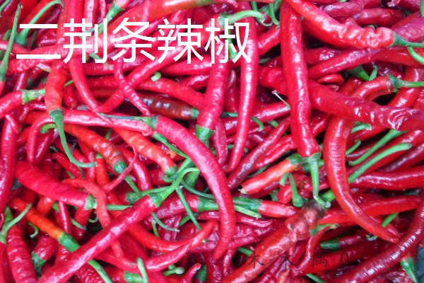 哪种辣椒产量最高,航椒系列亩产1万斤左右