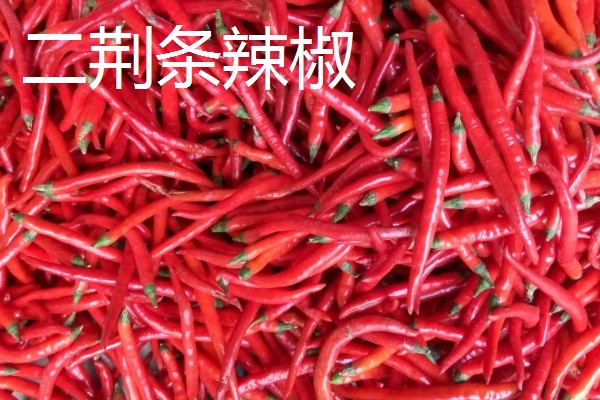 哪种辣椒产量最高,航椒系列亩产1万斤左右