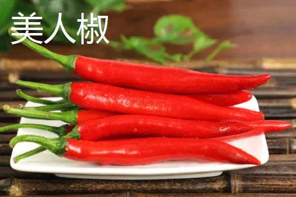 哪种辣椒产量最高,航椒系列亩产1万斤左右