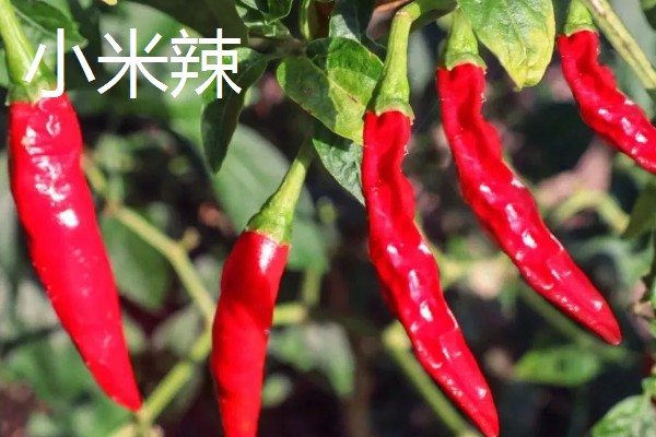 哪种辣椒产量最高,航椒系列亩产1万斤左右