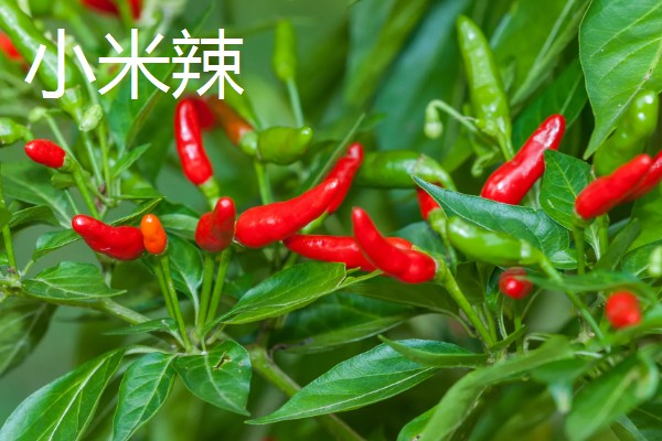 哪种辣椒产量最高,航椒系列亩产1万斤左右