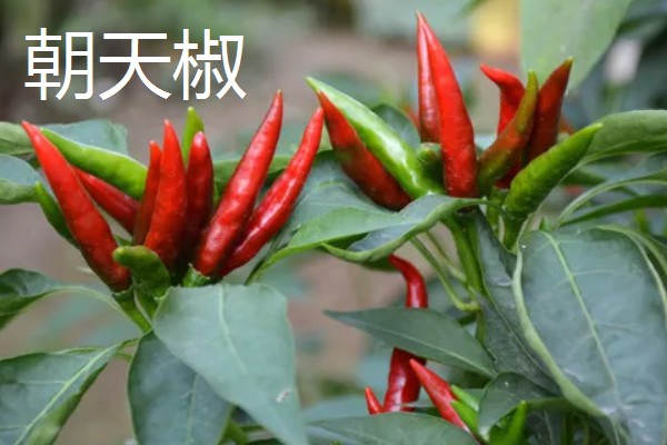 哪种辣椒产量最高,航椒系列亩产1万斤左右