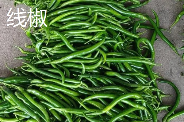 哪种辣椒产量最高,航椒系列亩产1万斤左右