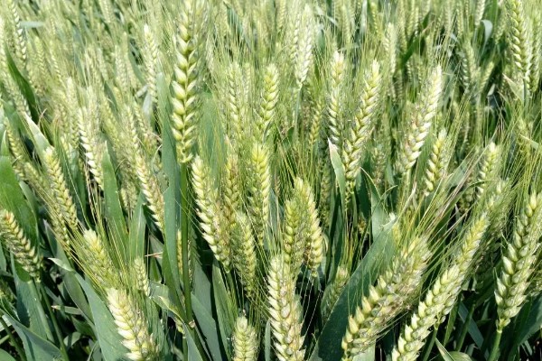 郑麦9023的特征特性，平均亩穗数为39万穗
