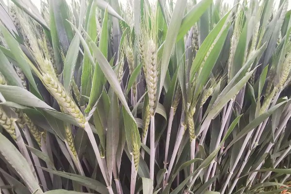 郑麦9023的特征特性，平均亩穗数为39万穗