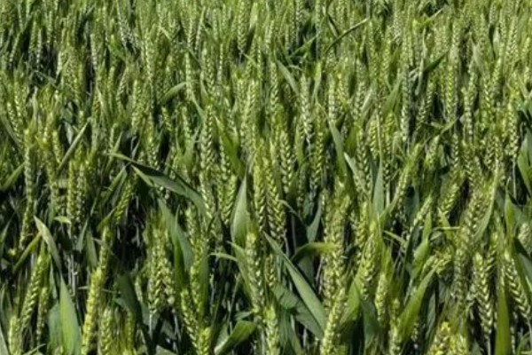 郑麦9023的特征特性，平均亩穗数为39万穗