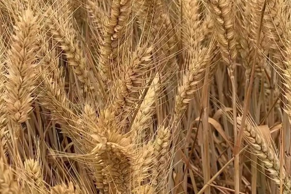 郑麦9023的特征特性，平均亩穗数为39万穗