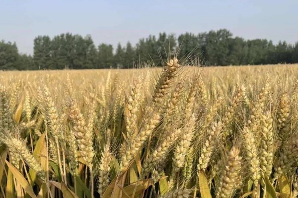 郑麦9023的特征特性，平均亩穗数为39万穗