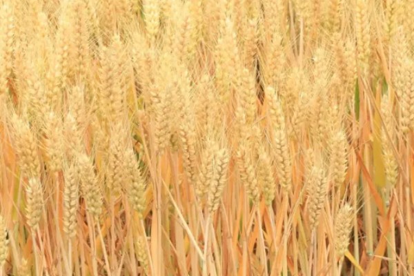 郑麦9023的特征特性，平均亩穗数为39万穗