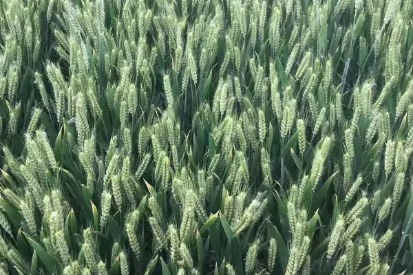 郑麦9023的特征特性，平均亩穗数为39万穗