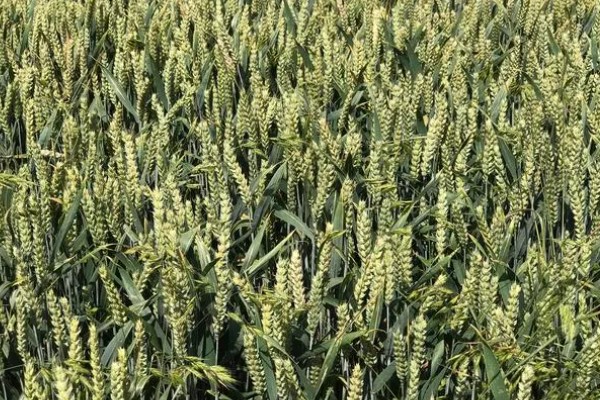 郑麦9023的特征特性，平均亩穗数为39万穗