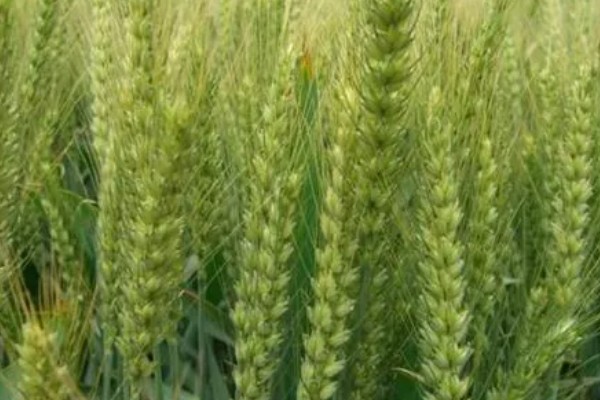 郑麦9023的特征特性，平均亩穗数为39万穗