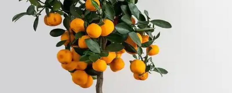 盆栽桔子树浇水方式，春秋季每隔2-3天浇水一次