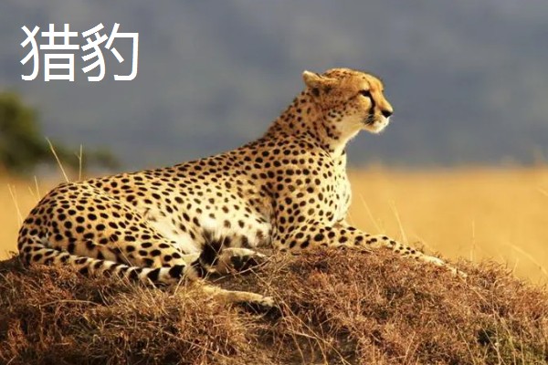 鸵鸟有天敌吗，有狮子、猎豹等