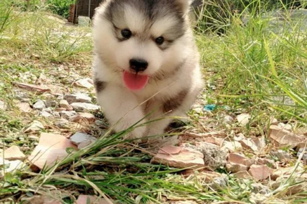 不同类型的哈士奇的饲养方法，种狗尽量单独饲养