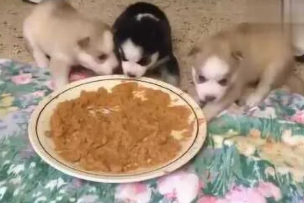 不同类型的哈士奇的饲养方法，种狗尽量单独饲养