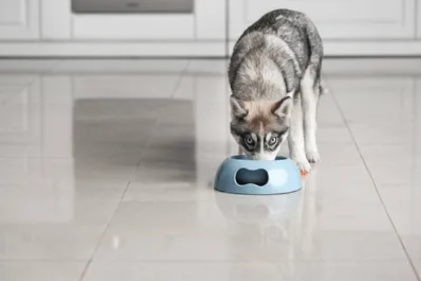 不同类型的哈士奇的饲养方法，种狗尽量单独饲养