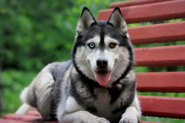 不同类型的哈士奇的饲养方法，种狗尽量单独饲养