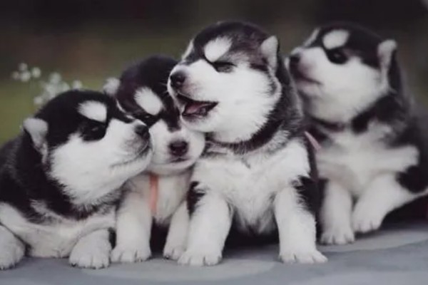 不同类型的哈士奇的饲养方法，种狗尽量单独饲养