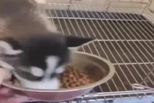 不同类型的哈士奇的饲养方法，种狗尽量单独饲养