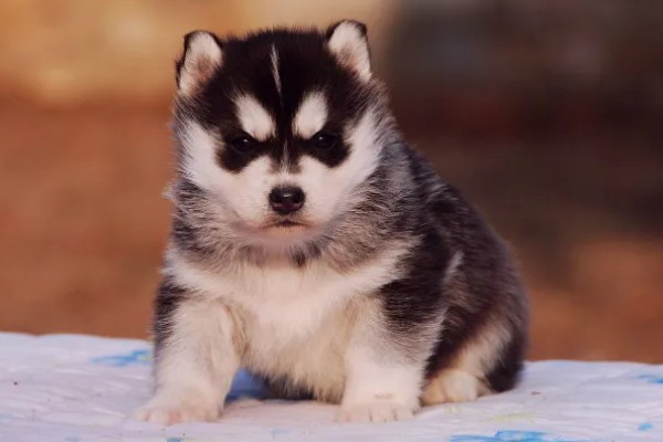 不同类型的哈士奇的饲养方法，种狗尽量单独饲养