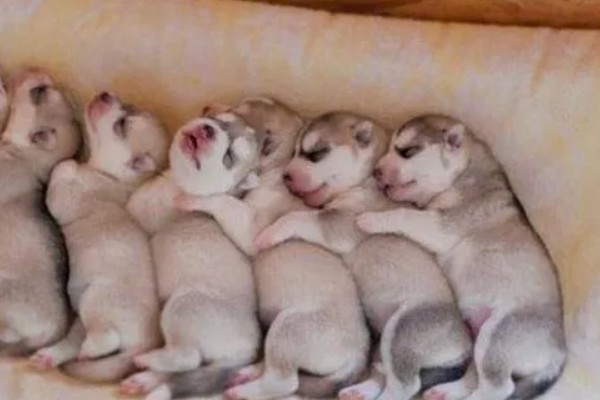 不同类型的哈士奇的饲养方法，种狗尽量单独饲养